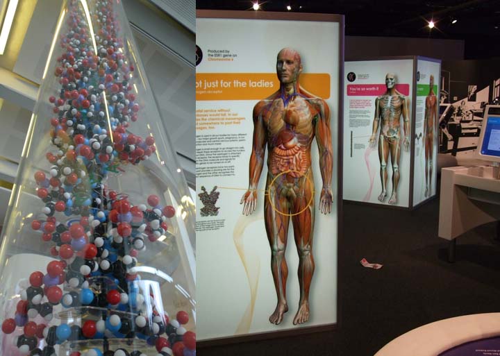 helix dna interactive exhibit.jpg